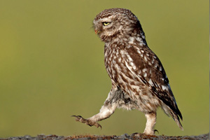 Owl Image